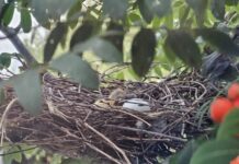 Birds bring joy to Bellfield Centre Bird Nest