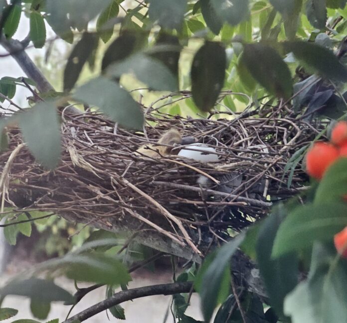Birds bring joy to Bellfield Centre Bird Nest