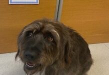 Around of aPAWS for Maisie Dog called Maisie